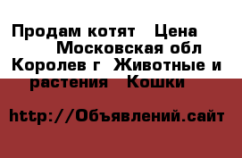 Продам котят › Цена ­ 3 000 - Московская обл., Королев г. Животные и растения » Кошки   